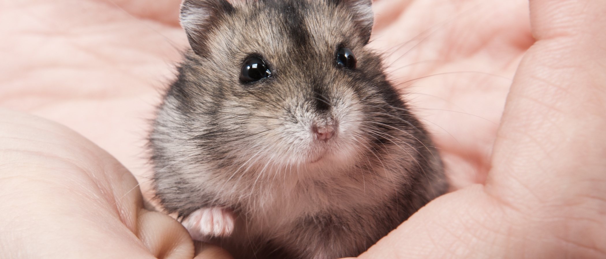 Invalidez Herméticamente prueba Hamster Ruso salvaje – Mascotas Inugami