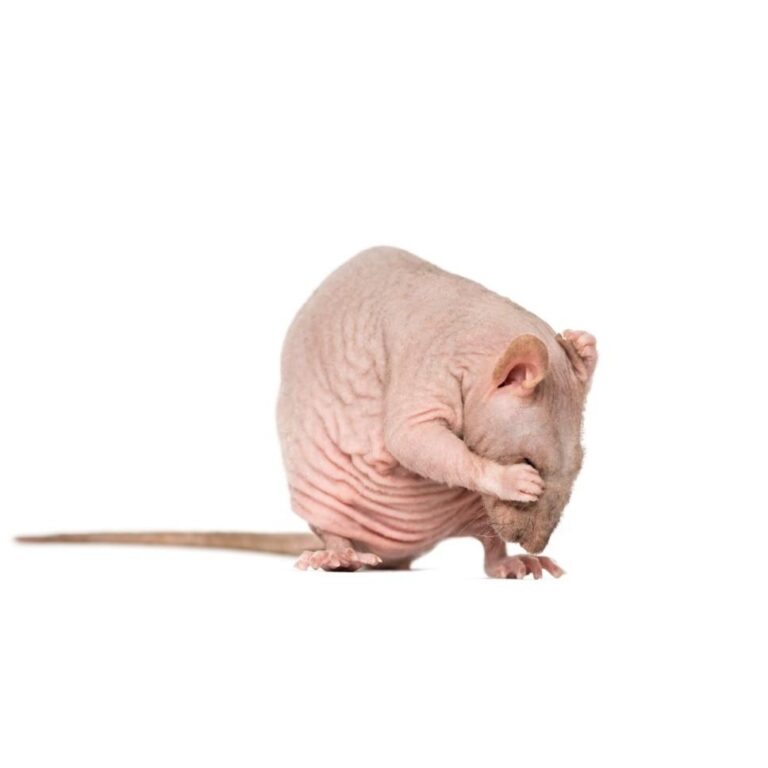 Rata Hairless / Rata Egipcia / Rata sin pelo – Mascotas Inugami