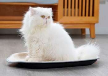 Cat Pad cama rascador