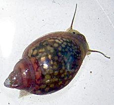 Caracol Physa (Physella acuta) x Docena
