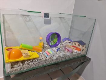 Terrario Hamster Ruso / Roborowski 70x50x40