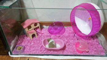 Terrario Hamster Ruso / Roborowski 70x50x40 - Imagen 2