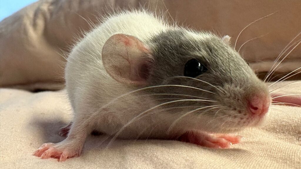 RATA DUMBO (PRIMERA MARCA EN TENERLAS EN COLOMBIA) – Mascotas Inugami