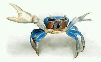 Cangrejo azul ( Cardisoma guanhumi) - Imagen 2