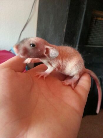 Rata Dumbo Egipcia (EXCLUSIVA DE NUESTRA MARCA) - Imagen 3