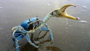 Cangrejo azul ( Cardisoma guanhumi) - Imagen 3