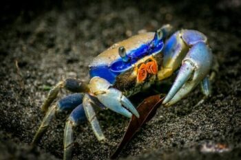 Cangrejo azul ( Cardisoma guanhumi) - Imagen 4