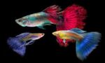 Pez Guppy de Velo Comercial