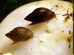 Caracol Physa (Physella acuta) x Docena - Imagen 2