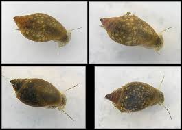 Caracol Physa (Physella acuta) x Docena - Imagen 3