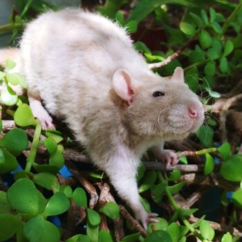 RATAS REX (GENETICA IMPORTADA Y CRUCES LOCALES) - Imagen 2