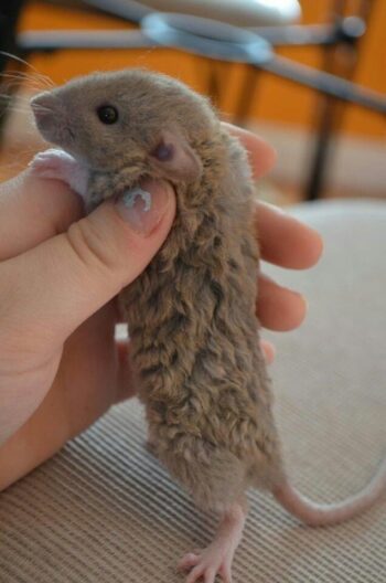 RATAS REX (GENETICA IMPORTADA Y CRUCES LOCALES) - Imagen 3