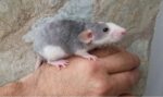 RATAS REX (GENETICA IMPORTADA Y CRUCES LOCALES)