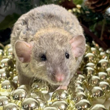 RATAS REX (GENETICA IMPORTADA Y CRUCES LOCALES) - Imagen 4